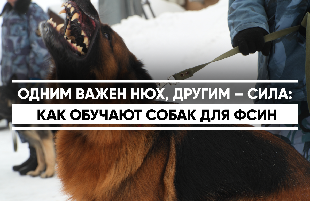 12 марта отмечается День работника уголовно-исполнительной системы. Кинологическая служба УФСИН по РТ показала свою работу в племенном питомнике казанской колонии № 19. Ежегодно в питомнике рождаются порядка 50 щенков. Служебные собаки ведомства делятся по категориям: у одних важен нюх, у других - физическая подготовка. «Нюхачи» надрессированы на поиск наркотиков и взрывчатых веществ. Остальные собаки служат в охране. Сейчас в татарстанском УФСИН служат более 200 собак: восточно-европейские овчарки, немецкие овчарки, лабрадоры и ротвейлеры.