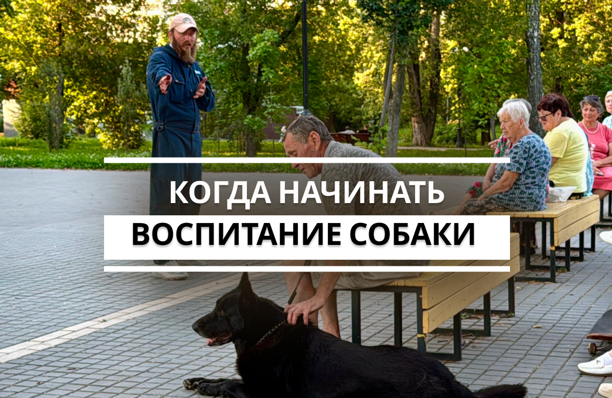 Бесплатная встреча с кинологом прошла в рамках проекта «Лето в Татарстане». Специалист рассказал казанцам, как правильно воспитывать собак, дал советы по питанию, режиму дня и прогулкам для питомцев разных пород и возрастов, а также объяснил как вести себя с агрессивными собаками.