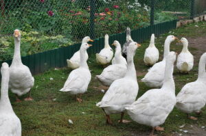 Черемшанские ветеринары посоветовали ускорить праздники «гусиного пера»