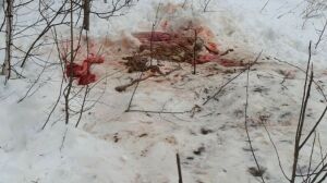 Браконьеров, убивших лосиху с двумя маленькими детенышами, разыскивают в Татарстане 
