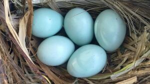 В Муслюмовском районе пасхальные куры несут разноцветные яйца