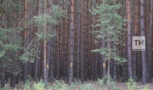 За год лесам Татарстана причинен ущерб на 26 млн рублей