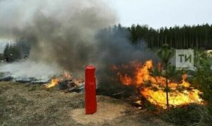 Рустам Минниханов поручил Минлесхозу РТ и МЧС усилить меры пожарной безопасности в лесах