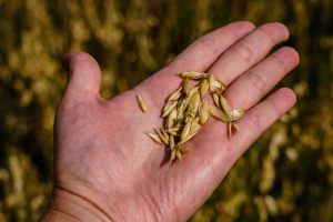 Зяббаров: Татарстан на 115% обеспечен семенами зерновых, проблем не предвидится
