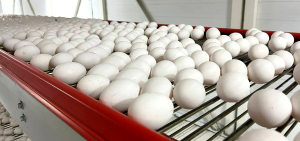 «Как выпускали 2,3 млн яйца в сутки, так и будут»: лаишевским курам санкции на смех