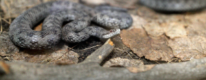 «Не распознал змею — считай ее ядовитой»: эксперты о безопасном отдыхе в лесах Татарстана
