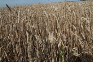 «Этот год особенный»: ученый предсказал рекордный урожай в Татарстане