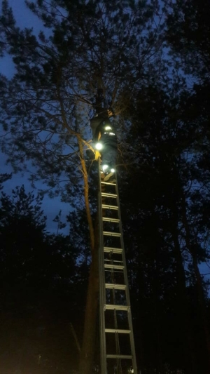 В Альметьевске спасатели сняли застрявшего в парке на дереве 12-летнего мальчика