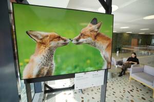 В Казани открылся международный фестиваль дикой природы «Золотая Черепаха»