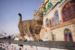 В прошлом году Храм всех религий или Вселенский храм в Казани посетили более 350 тыс. человек. Объект остается одним из самых востребованных для туристов республики. Об этом журналистам сообщила заместитель председателя Госкомитета РТ по туризму Анастасия Софьина во время пресс-тура.