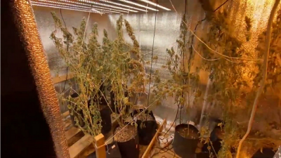 В Татарстане мужчина втайне от нового хозяина вырастил плантацию конопли в проданной бане