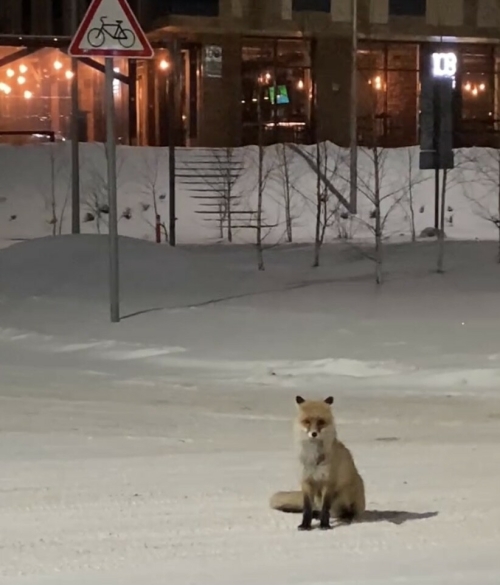 Жители Иннополиса сняли на видео лисицу