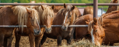 «Ремонт» затянулся: почему обещанный званковский кумыс до сих пор не появился?