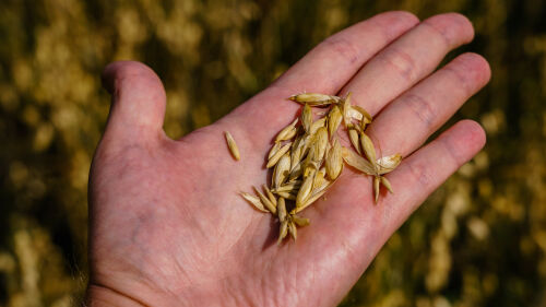 Урожай-2021: «Из-за жары зерно мелкое и щуплое»