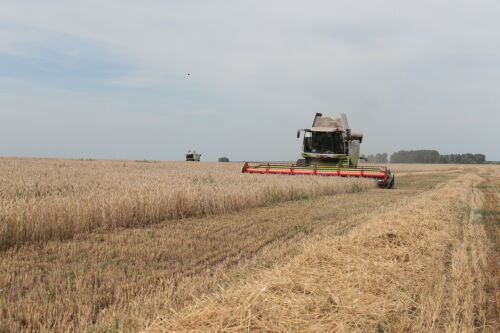 В Татарстане собрано более 2,3 млн тонн зерна при урожайности 15,4 центнера с гектара