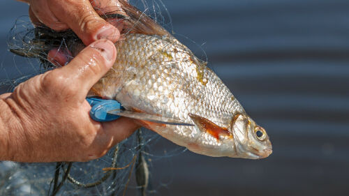 Мертвая рыба и нефтяные пятна: инспекторы Минэкологии РТ развеяли фейки в соцсетях