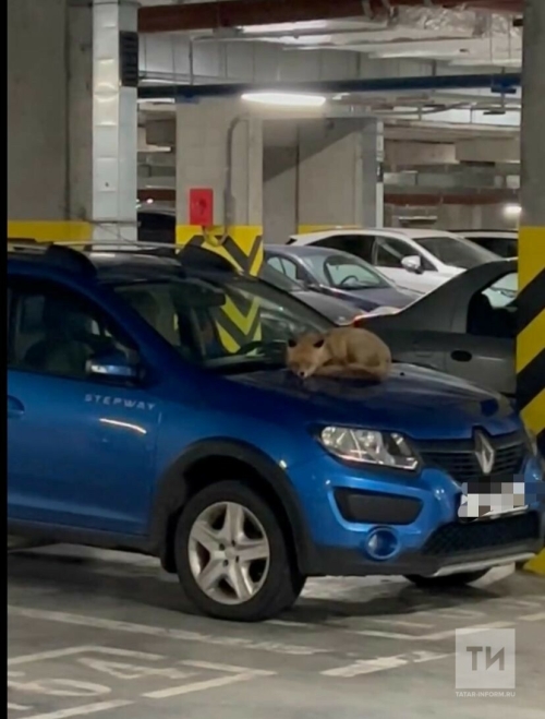 Спящую на капоте авто лисицу сняли на видео жители Иннополиса
