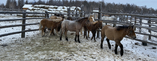 «Говорят, якутские кони жили еще при мамонтах»: почему Саха (Якутия) – край лошадей
