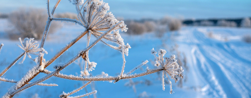 «Нашествие мышей и снежная плесень»: как повлияет мягкая зима на урожай в Татарстане?