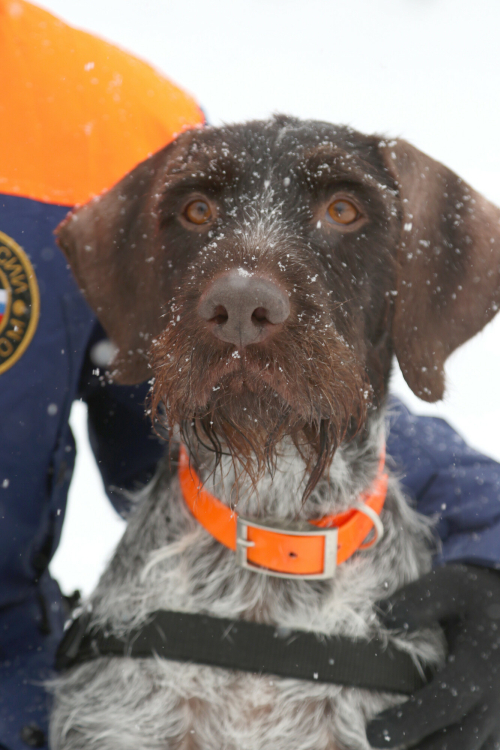 Дратхаар Гретта из Татарстана стала лучшей собакой-спасателем России