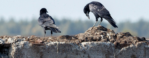 «Осторожные, чистенькие, поджарые»: в Казань прилетели грачи