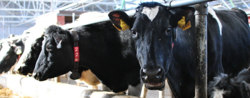 «Такая корова нужна самому»: инвесторы закупят татарстанских коров вместо европейских