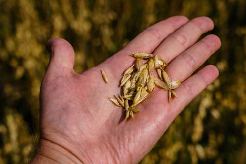 Путин: Рекордный урожай зерна позволит России с запасом обеспечить внутренние потребности