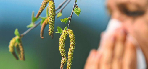 «Пыление агрессивное, аллергиков больше»: как татарстанцам пережить сезон цветения?