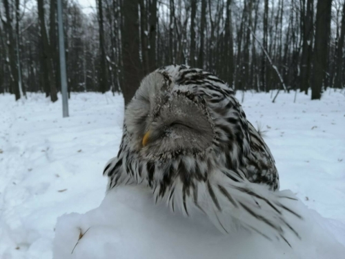 Казанец снял на видео краснокнижную сову, погибшую в Ометьевском лесу