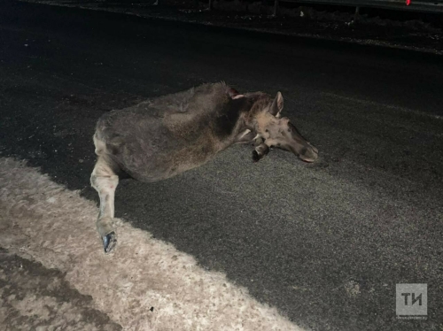 На трассе в Татарстане автомобиль насмерть сбил лося