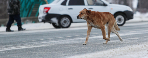 «Дружок теперь не сможет ходить»: казанцы об участившихся нападениях на бездомных псов
