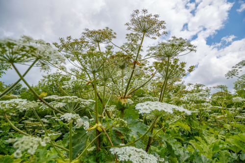 Депутат РТ заявил, что регионам РФ необходимо подписать соглашения о борьбе с борщевиком