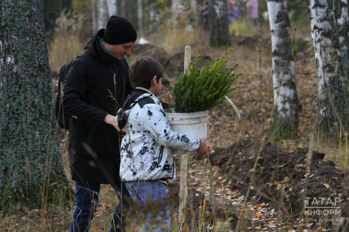 Татарстанцы за день высадили 1 млн деревьев на 170 площадках республики