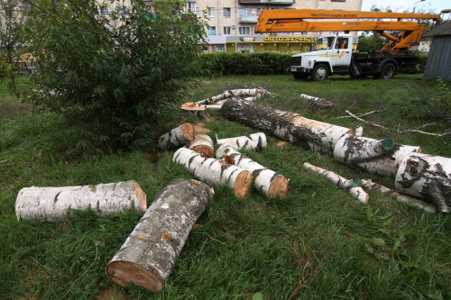 «Видеопомощник ЖКХ» расскажет татарстанцам, кто отвечает за состояние деревьев во дворах
