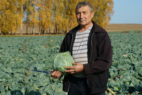 Овощевод Хамза Хисматуллин о капусте: «С одного участка можно собрать два урожая в год»