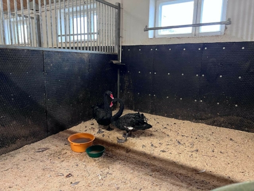 Лебеди с Городского озера Альметьевска отправились на зимовку