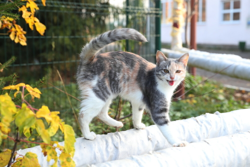 В Казани предложили отмечать день котов
