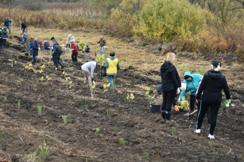В Пестречинском районе высадили 100 тысяч молодых деревьев