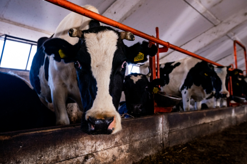 Поголовье крупного рогатого скота в Татарстане сократилось на 1,4%