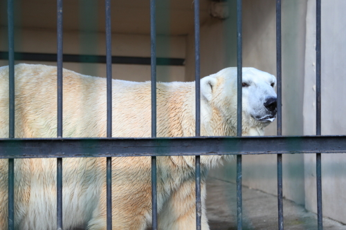 Прокуратура выявила нарушения в содержании белого медведя в казанском зоопарке