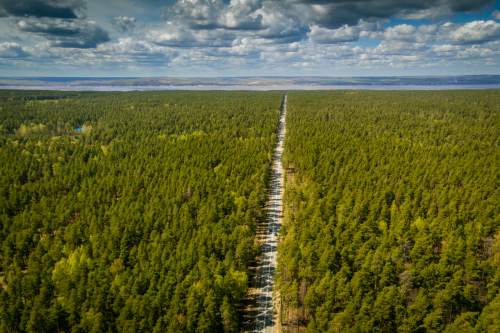 В Татарстане лесовосстановление к площади вырубленных деревьев достигло 163%