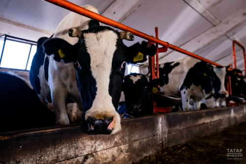 В Татарстане могут побить рекорд по производству молока в 2023 году