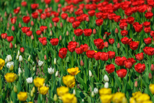 В Челнах «Парк культуры» приобретет луковицы тюльпанов почти на 8 млн рублей