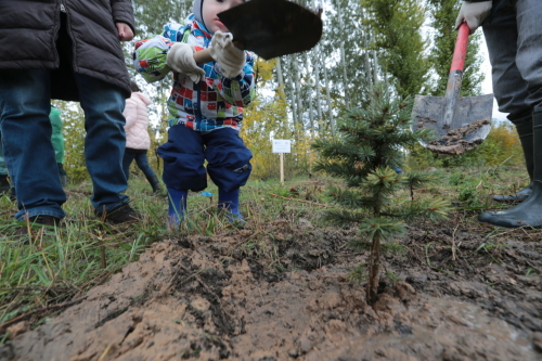 В Казани установят требования к компенсационному озеленению