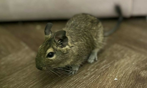 Глава Менделеевского района завел чилийскую белку