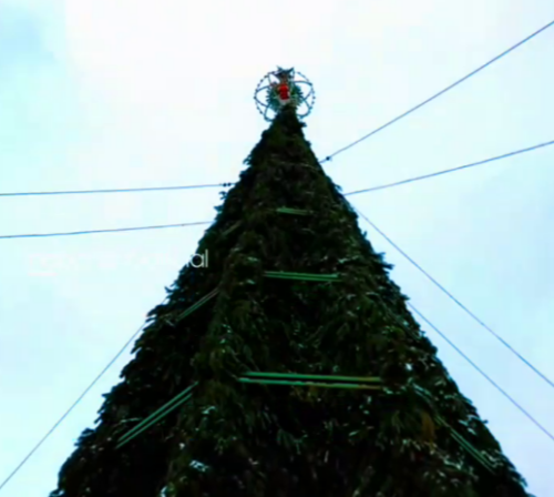 В Набережных Челнах установили натуральную 20-метровую елку