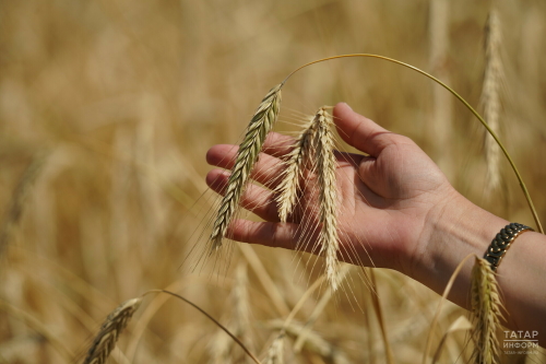 Из-за засухи производство зерна в Татарстане снизилось более чем на 30%
