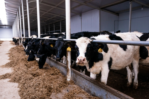 В Татарстане вновь уменьшилось поголовье крупного рогатого скота
