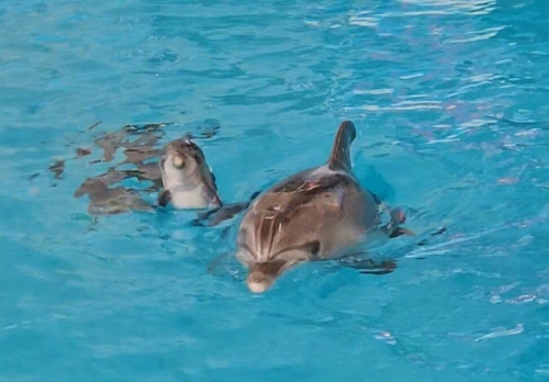 В Набережночелнинском дельфинарии родился дельфиненок