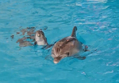 В Набережночелнинском дельфинарии родился дельфиненок